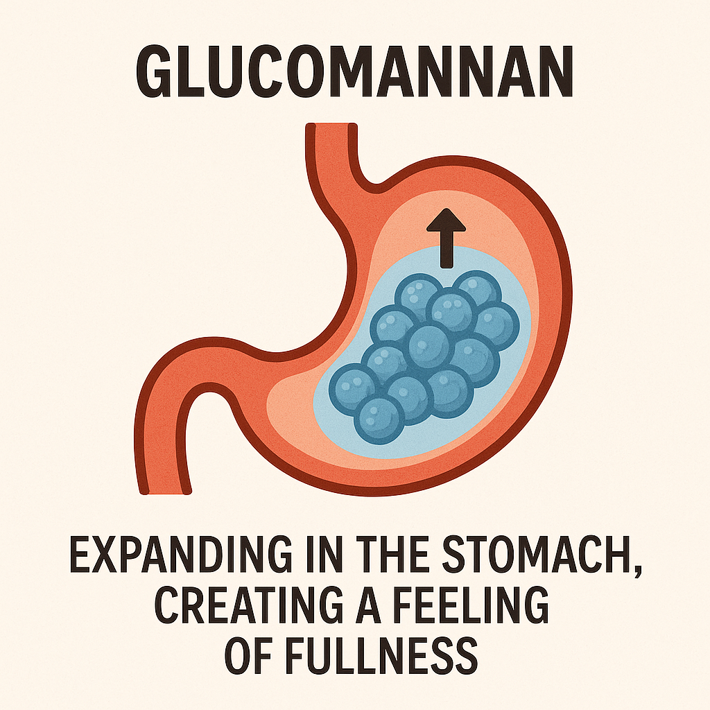 A visual representation of glucomannan expanding in the stomach, creating a feeling of fullness.